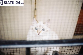 Siatki Turek - Zabezpieczenie balkonu siatką - Kocia siatka - bezpieczny kot dla terenów Miasta Turek